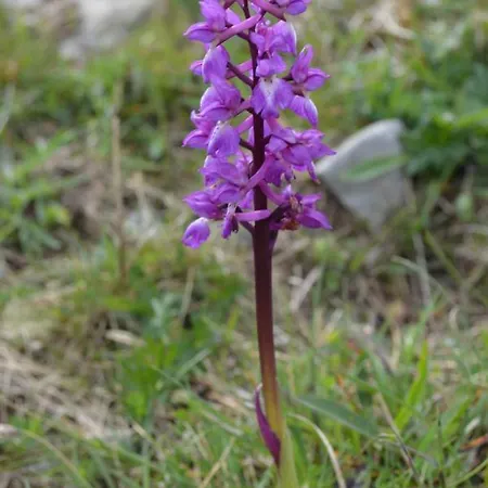 Pensión Lanelodge Doolin