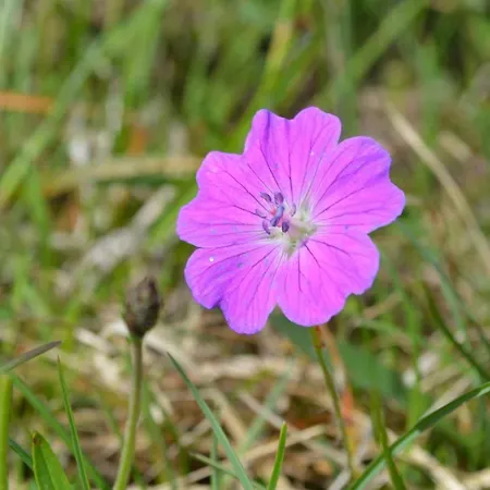 Pensjonat Lanelodge Doolin