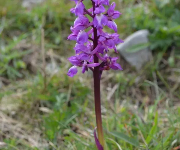 Πανσιόν Lanelodge Doolin
