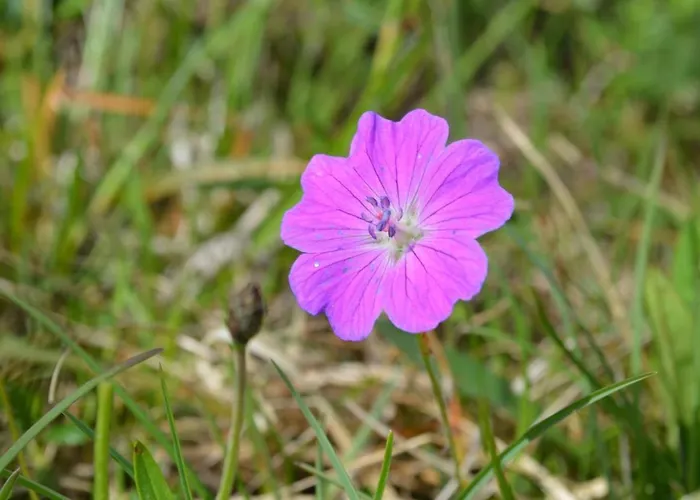 Πανσιόν Lanelodge Doolin